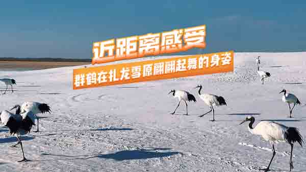 �����x���� Ⱥ�Q������ѩԭ���������