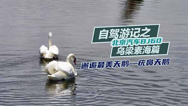 ������܇BJ60���{�����������Z������Z