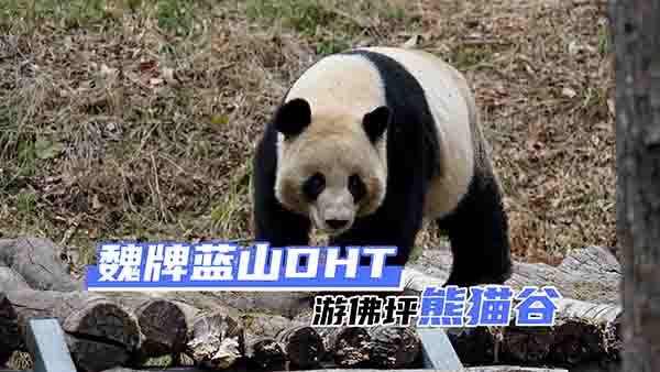 �_��κ���{(l��n)ɽDHTȥ��ƺ��؈�Ȍ�������