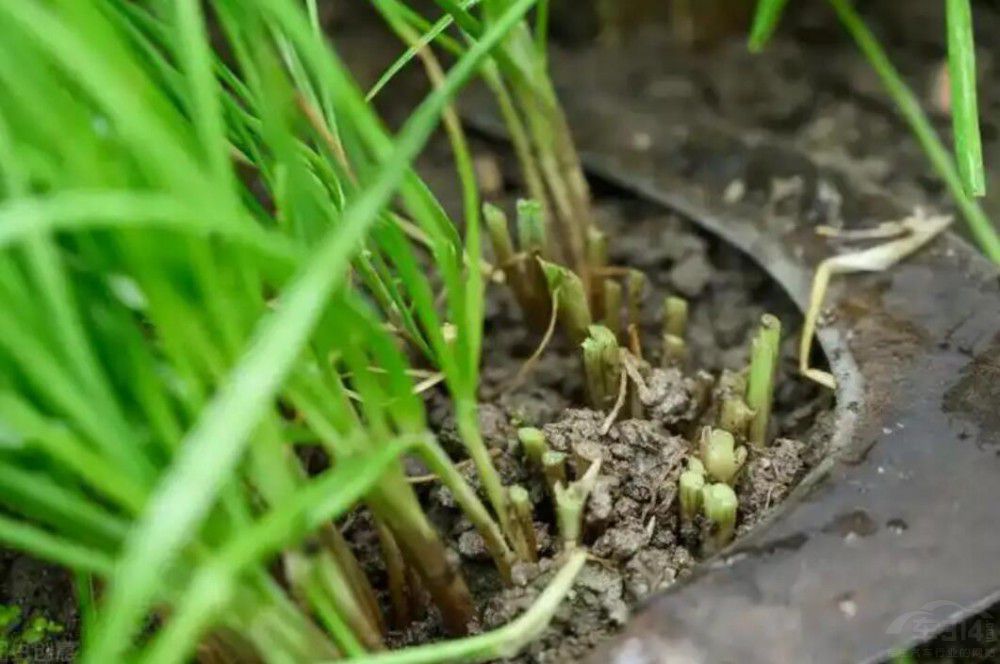 �P�c���ꡰ��������܇���� �M�Ǿ²˵�����